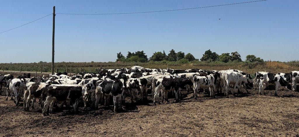 13 de agosto: Jornada a Campo del IPCVA en Humboldt